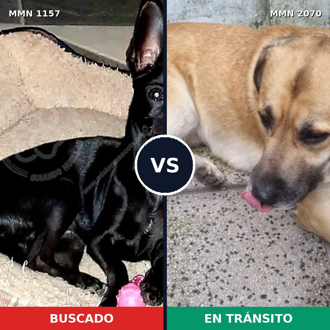 Comparativa MMS 54965: mascota perdida y mascota encontrada, 34% de similitud