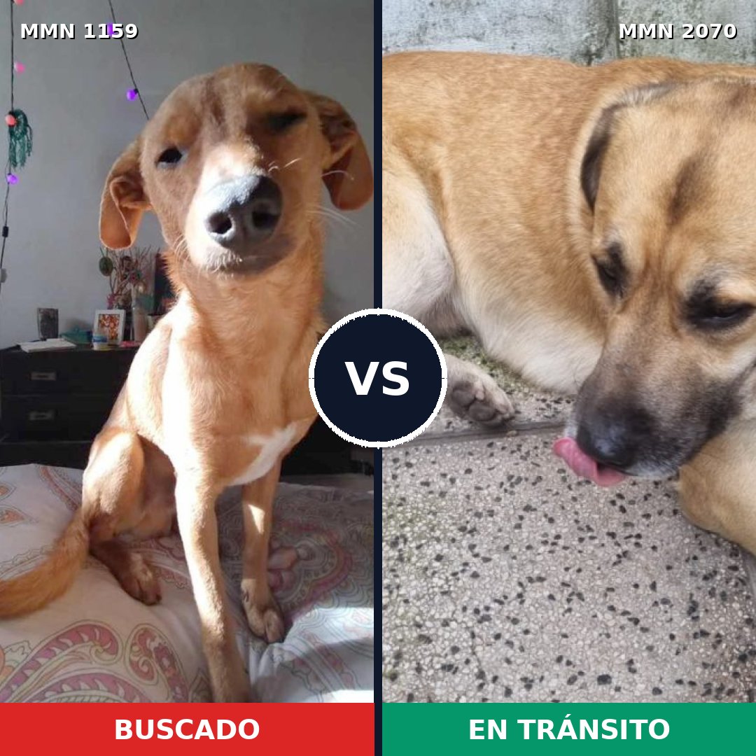 Comparativa MMS 54966: mascota perdida y mascota encontrada, 76% de similitud