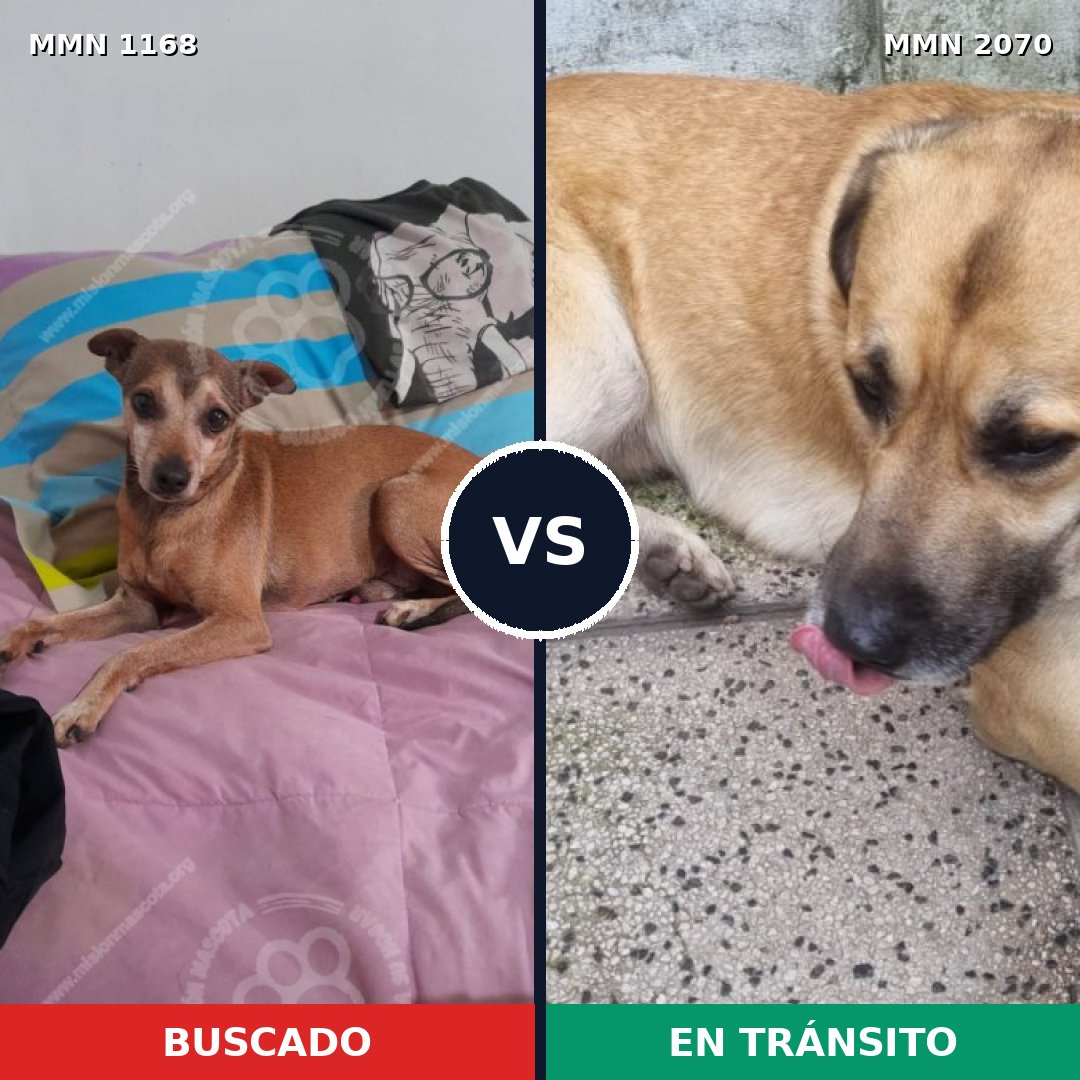 Comparativa MMS 54967: mascota perdida y mascota encontrada, 46% de similitud