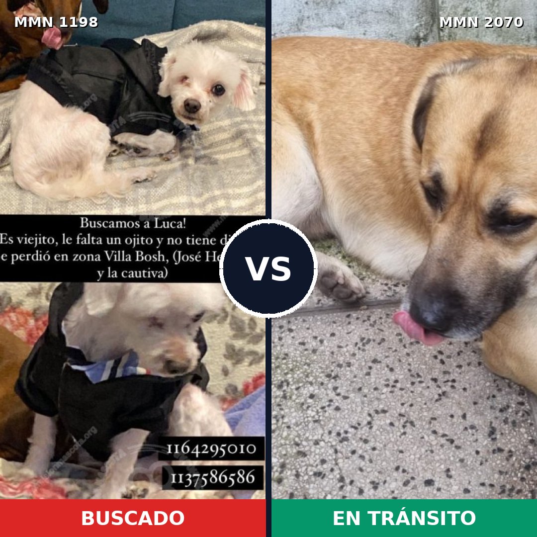 Comparativa MMS 54968: mascota perdida y mascota encontrada, 45% de similitud