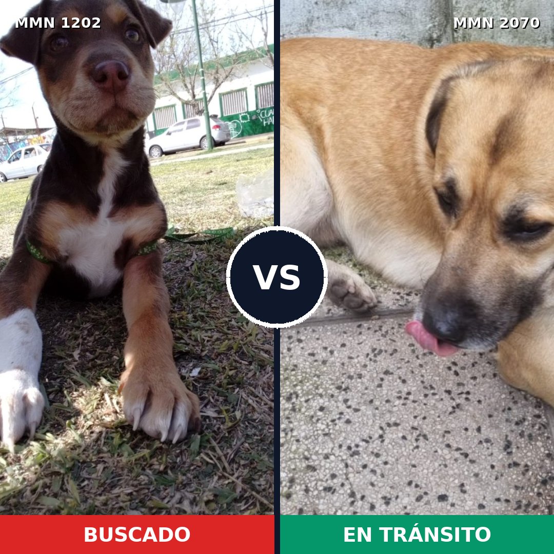 Comparativa MMS 54969: mascota perdida y mascota encontrada, 46% de similitud