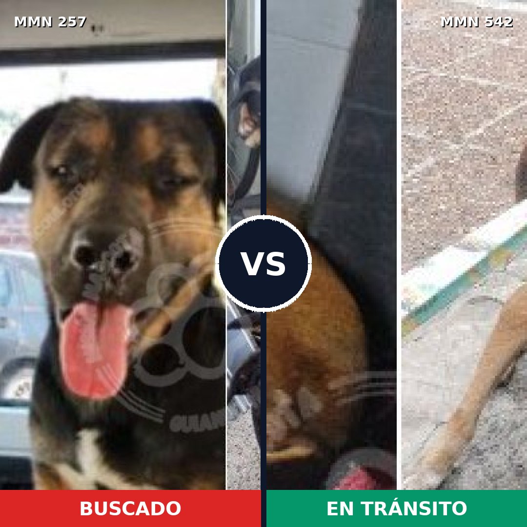 Comparativa MMS 5497: mascota perdida y mascota encontrada, 70% de similitud