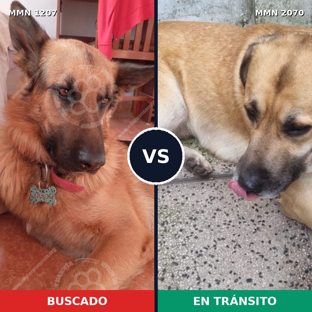 Comparativa MMS 54970: mascota perdida y mascota encontrada, 35% de similitud