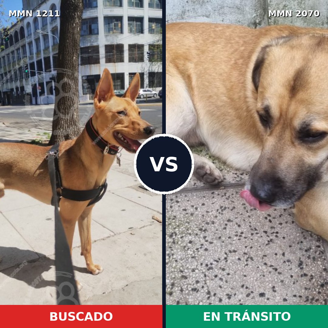 Comparativa MMS 54971: mascota perdida y mascota encontrada, 88% de similitud