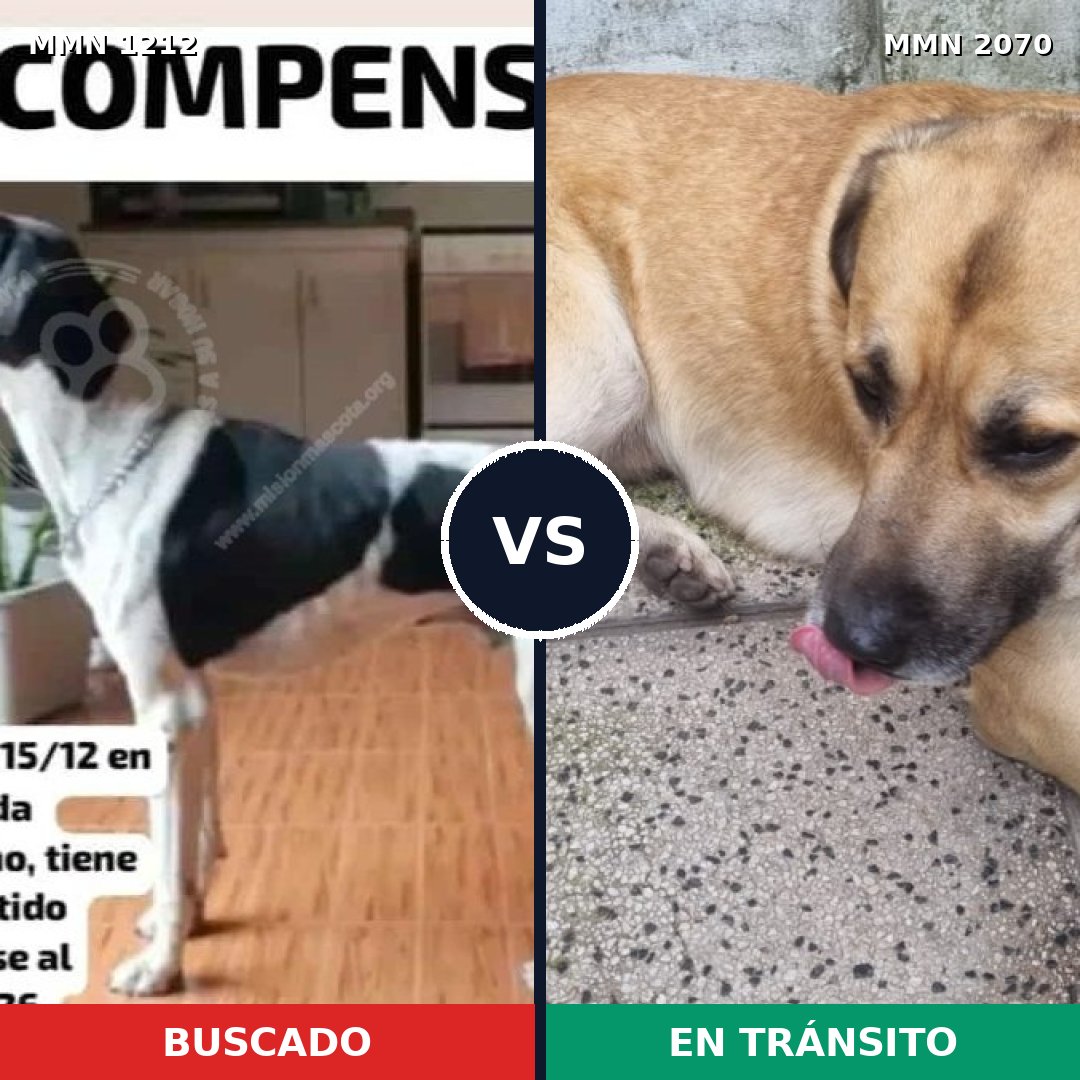 Comparativa MMS 54972: mascota perdida y mascota encontrada, 38% de similitud