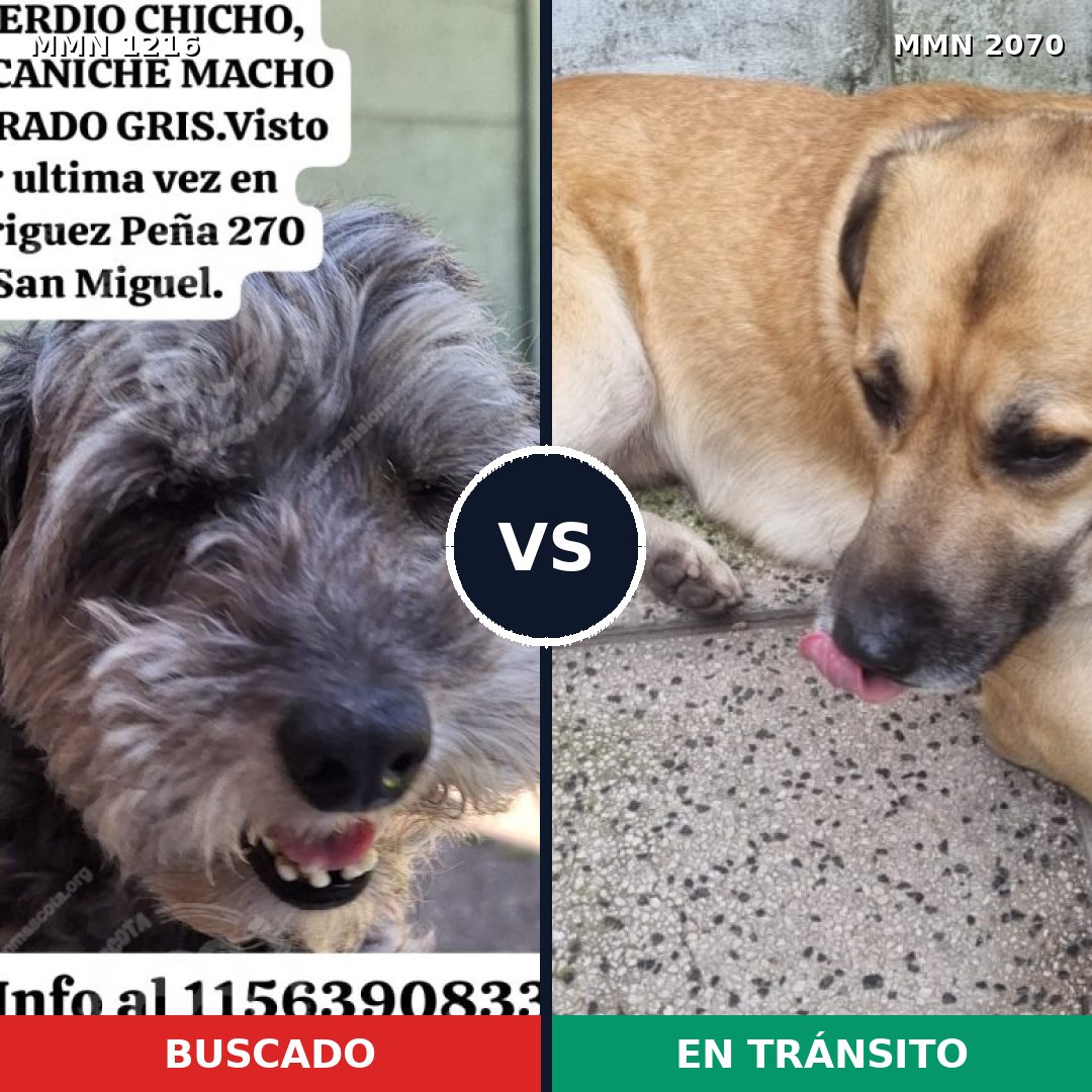 Comparativa MMS 54973: mascota perdida y mascota encontrada, 51% de similitud