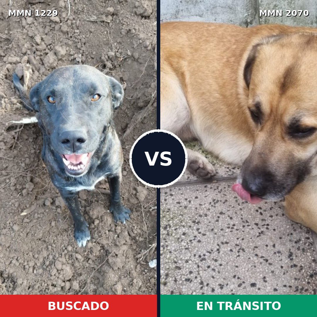 Comparativa MMS 54974: mascota perdida y mascota encontrada, 37% de similitud