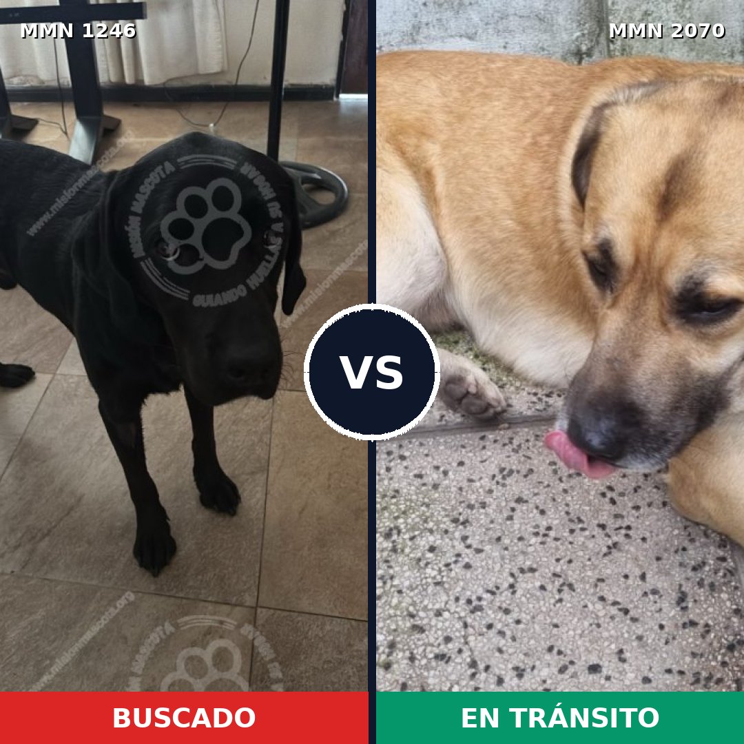 Comparativa MMS 54976: mascota perdida y mascota encontrada, 43% de similitud