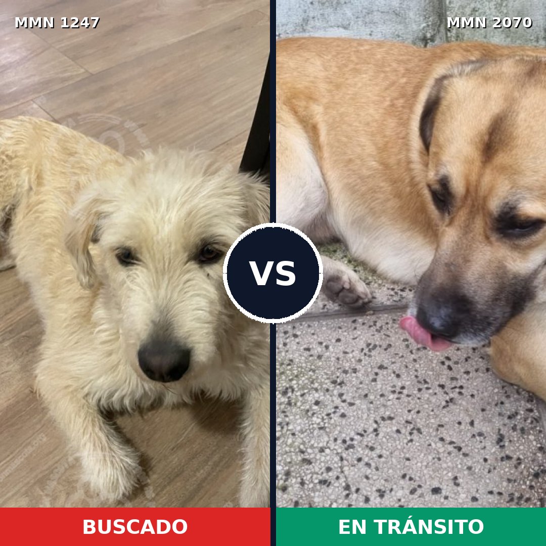 Comparativa MMS 54977: mascota perdida y mascota encontrada, 78% de similitud