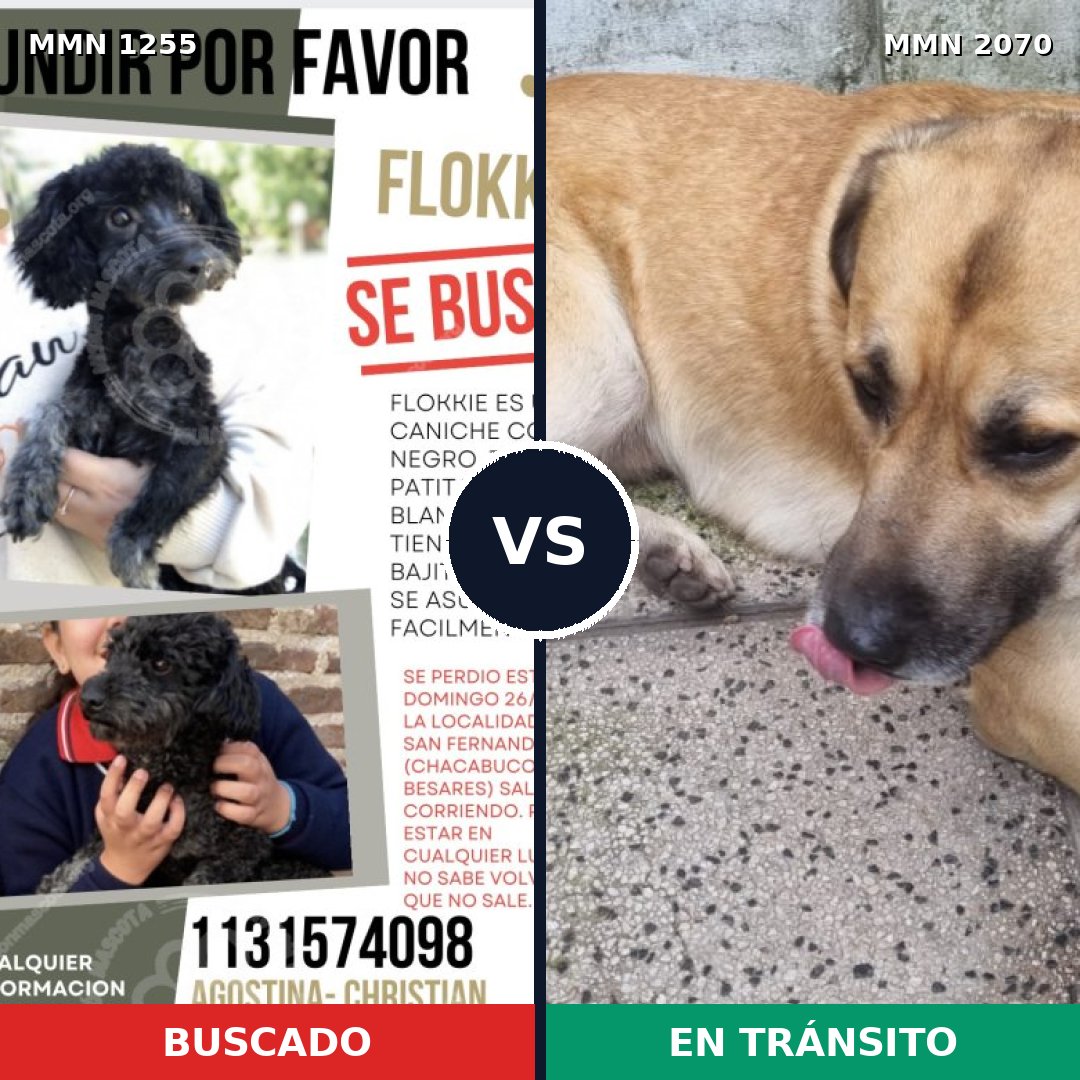 Comparativa MMS 54978: mascota perdida y mascota encontrada, 35% de similitud