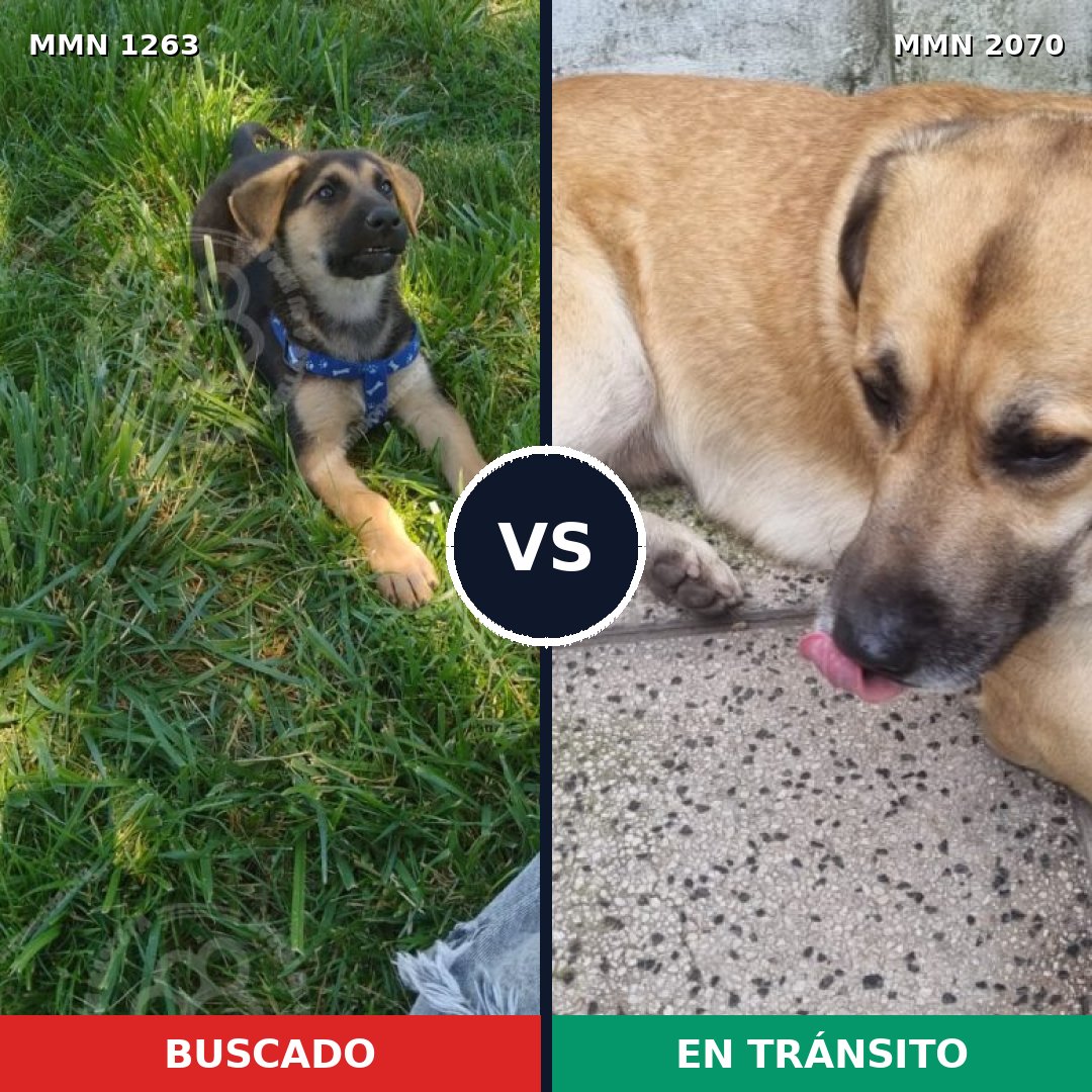 Comparativa MMS 54980: mascota perdida y mascota encontrada, 32% de similitud