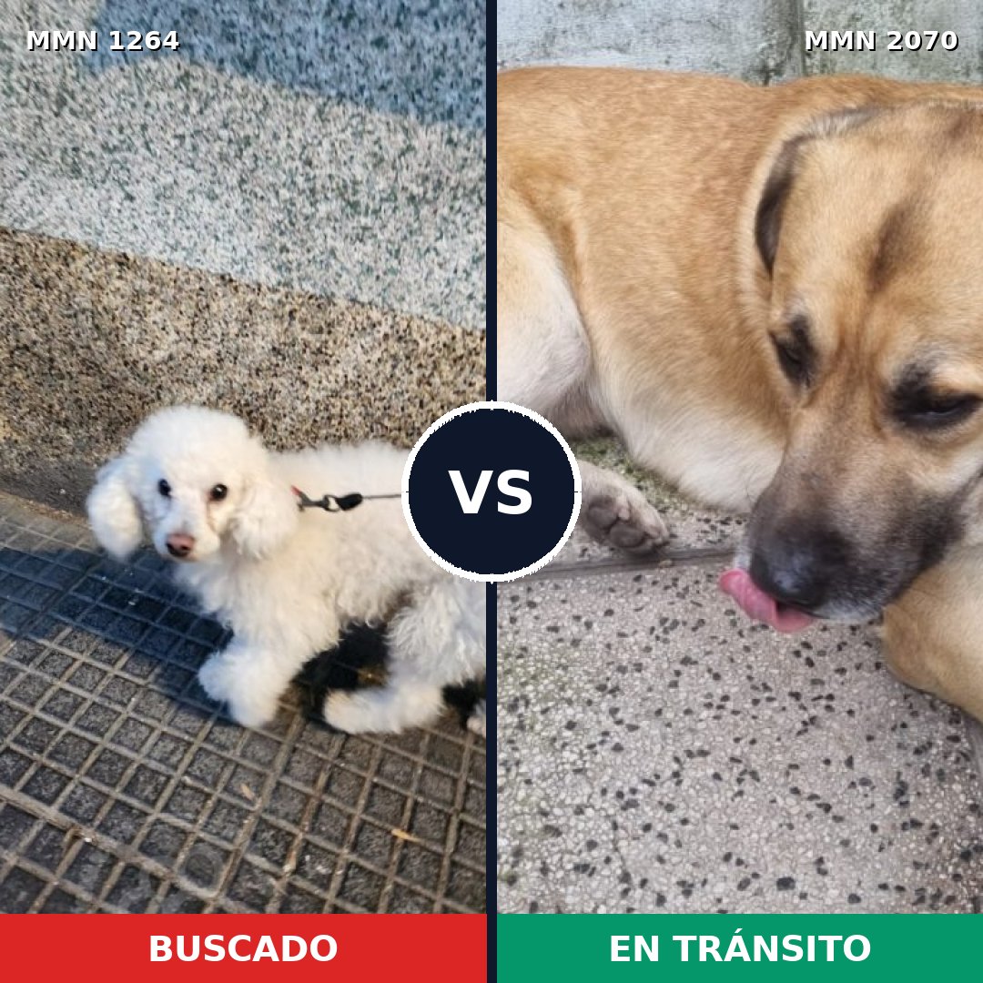 Comparativa MMS 54981: mascota perdida y mascota encontrada, 45% de similitud