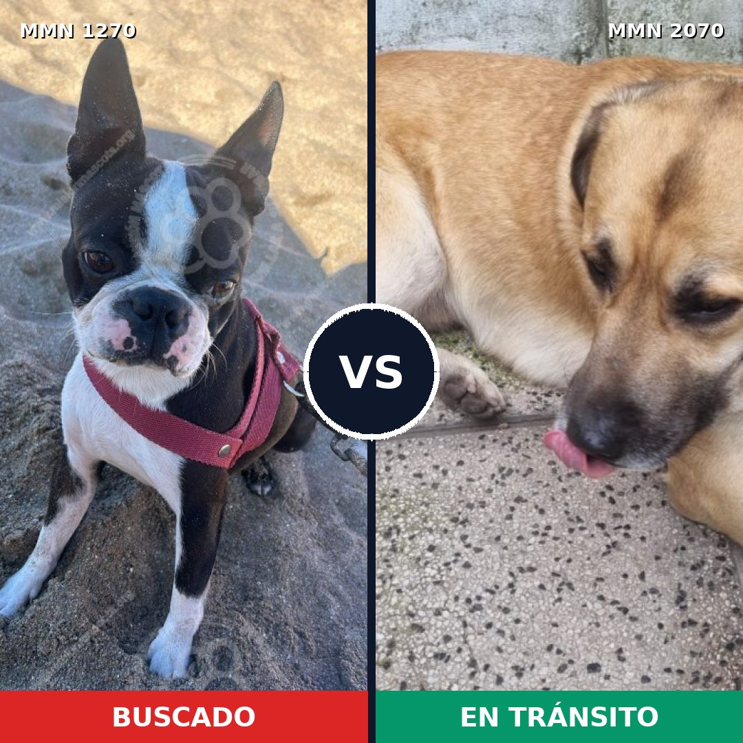 Comparativa MMS 54982: mascota perdida y mascota encontrada, 42% de similitud
