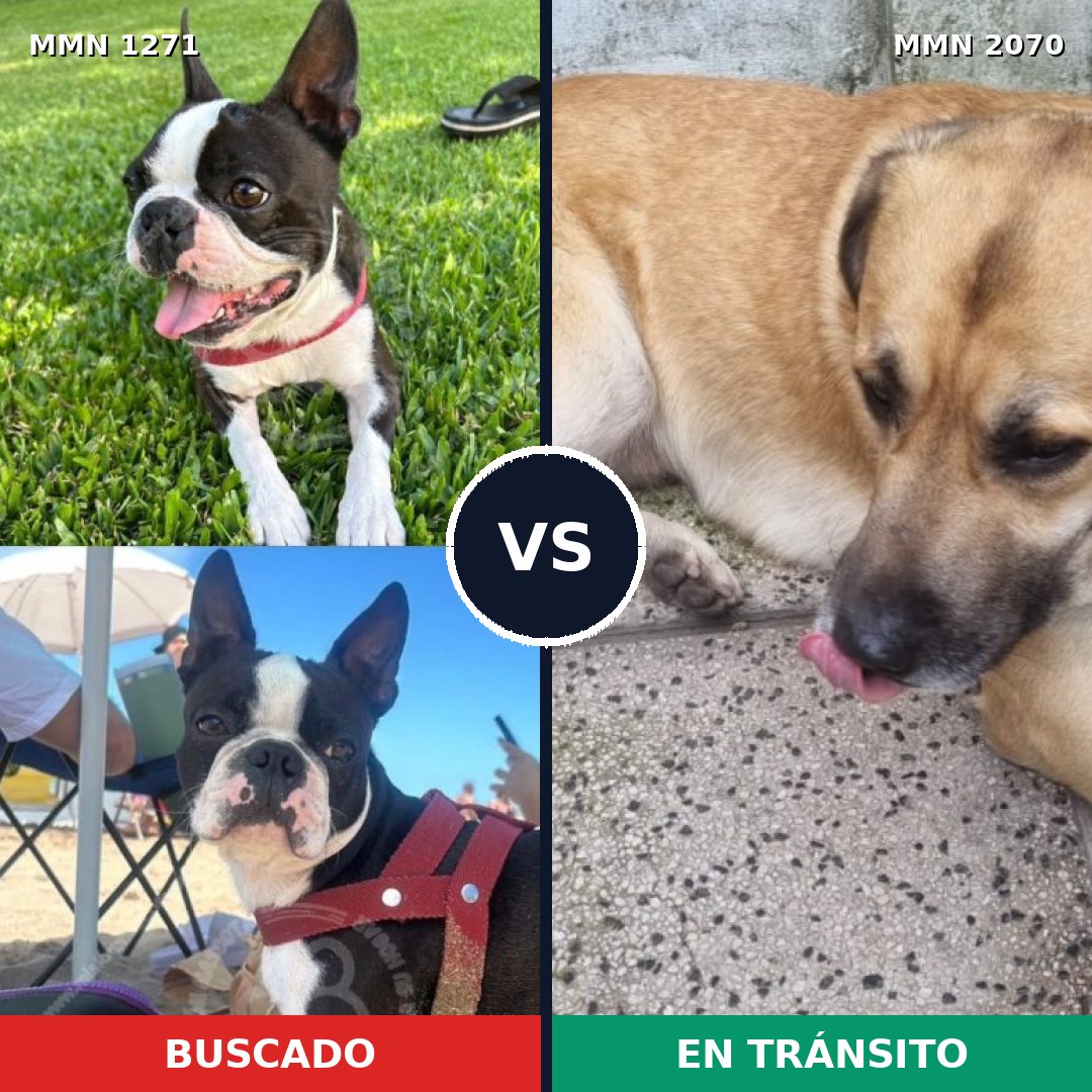 Comparativa MMS 54983: mascota perdida y mascota encontrada, 41% de similitud