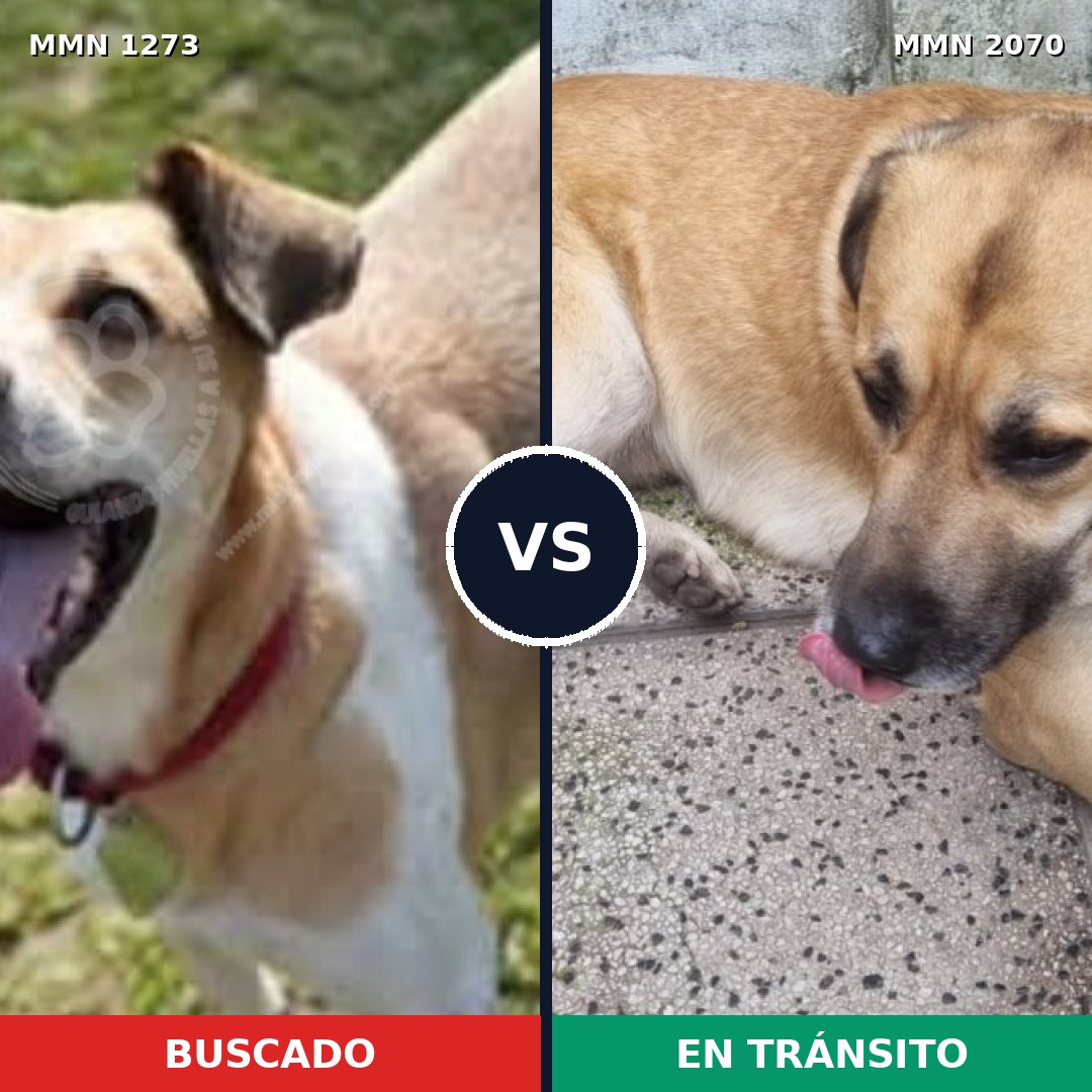 Comparativa MMS 54985: mascota perdida y mascota encontrada, 78% de similitud