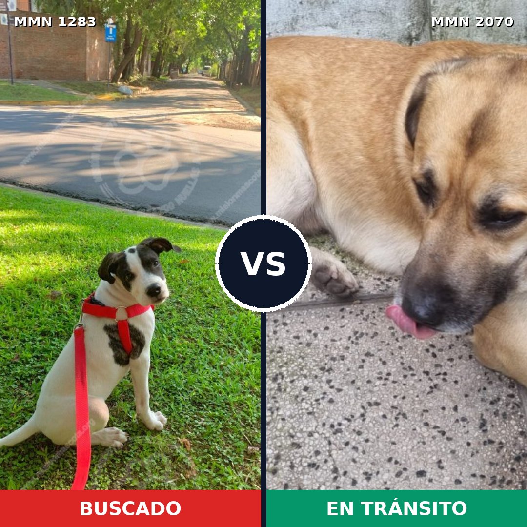 Comparativa MMS 54986: mascota perdida y mascota encontrada, 68% de similitud