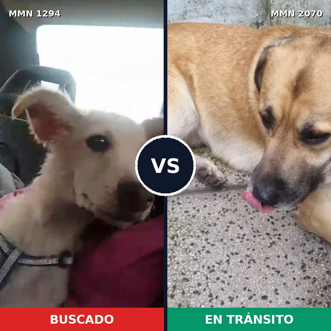 Comparativa MMS 54987: mascota perdida y mascota encontrada, 78% de similitud