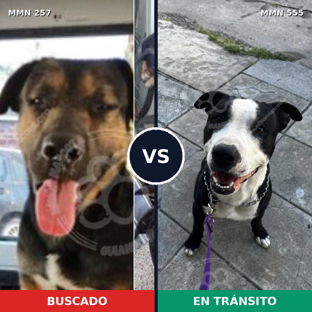 Comparativa MMS 5499: mascota perdida y mascota encontrada, 63% de similitud