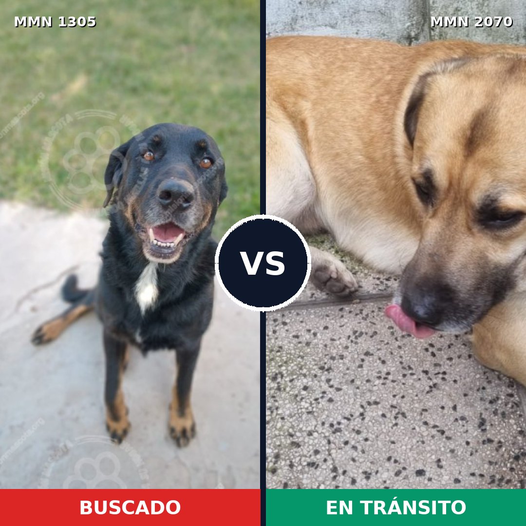 Comparativa MMS 54990: mascota perdida y mascota encontrada, 58% de similitud
