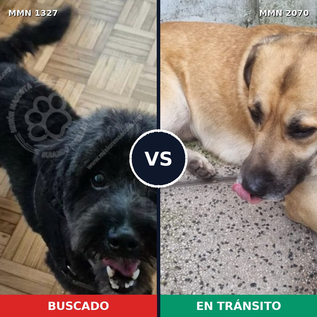 Comparativa MMS 54991: mascota perdida y mascota encontrada, 66% de similitud