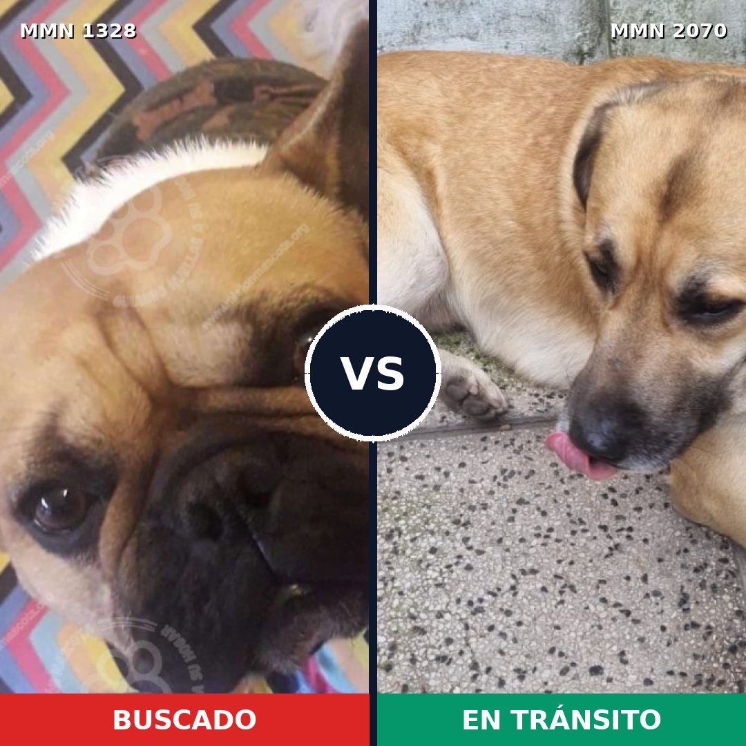 Comparativa MMS 54992: mascota perdida y mascota encontrada, 52% de similitud