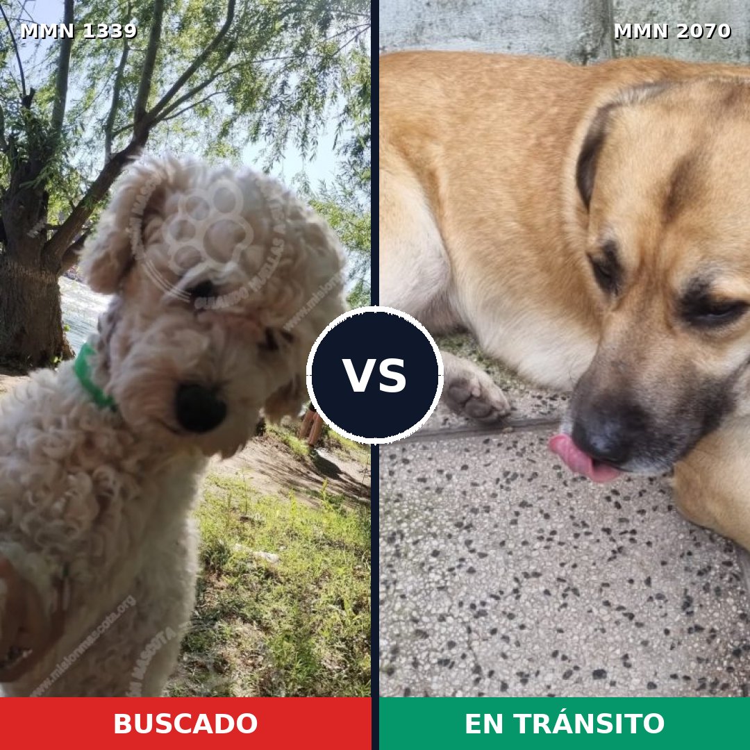 Comparativa MMS 54994: mascota perdida y mascota encontrada, 40% de similitud