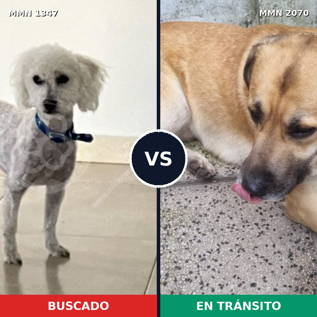 Comparativa MMS 54995: mascota perdida y mascota encontrada, 41% de similitud