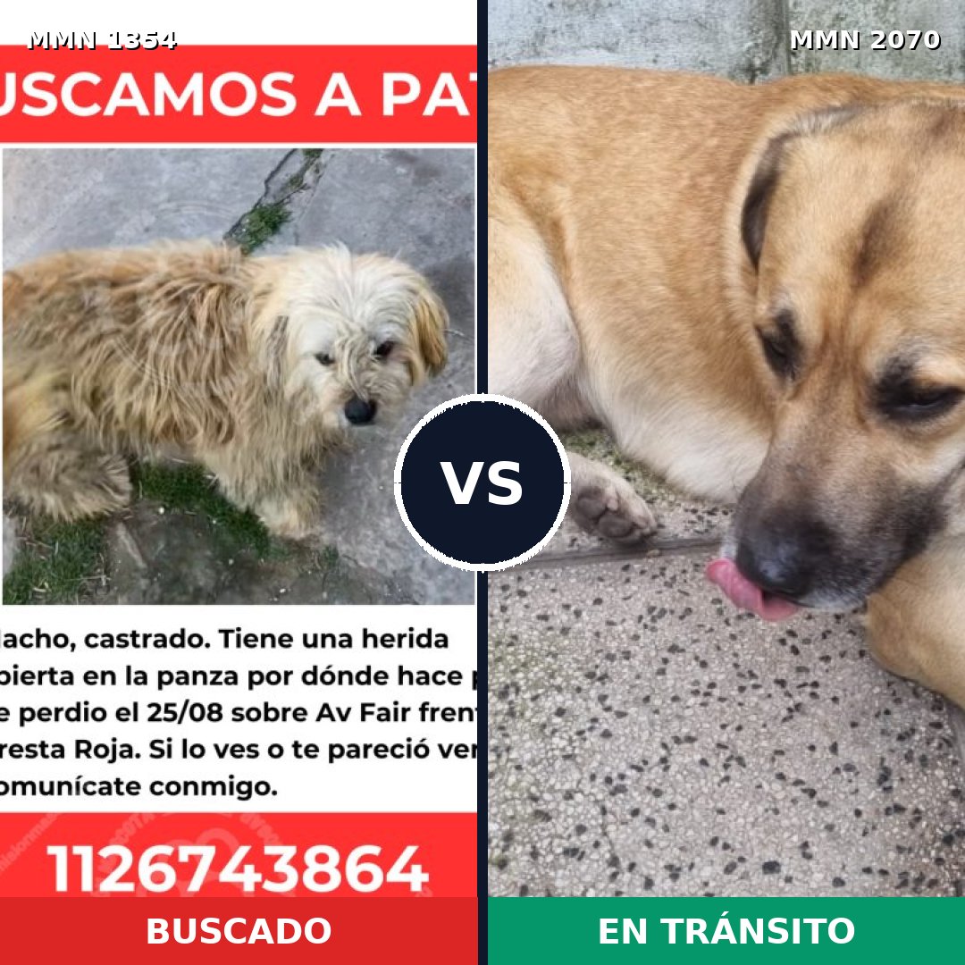 Comparativa MMS 54996: mascota perdida y mascota encontrada, 74% de similitud