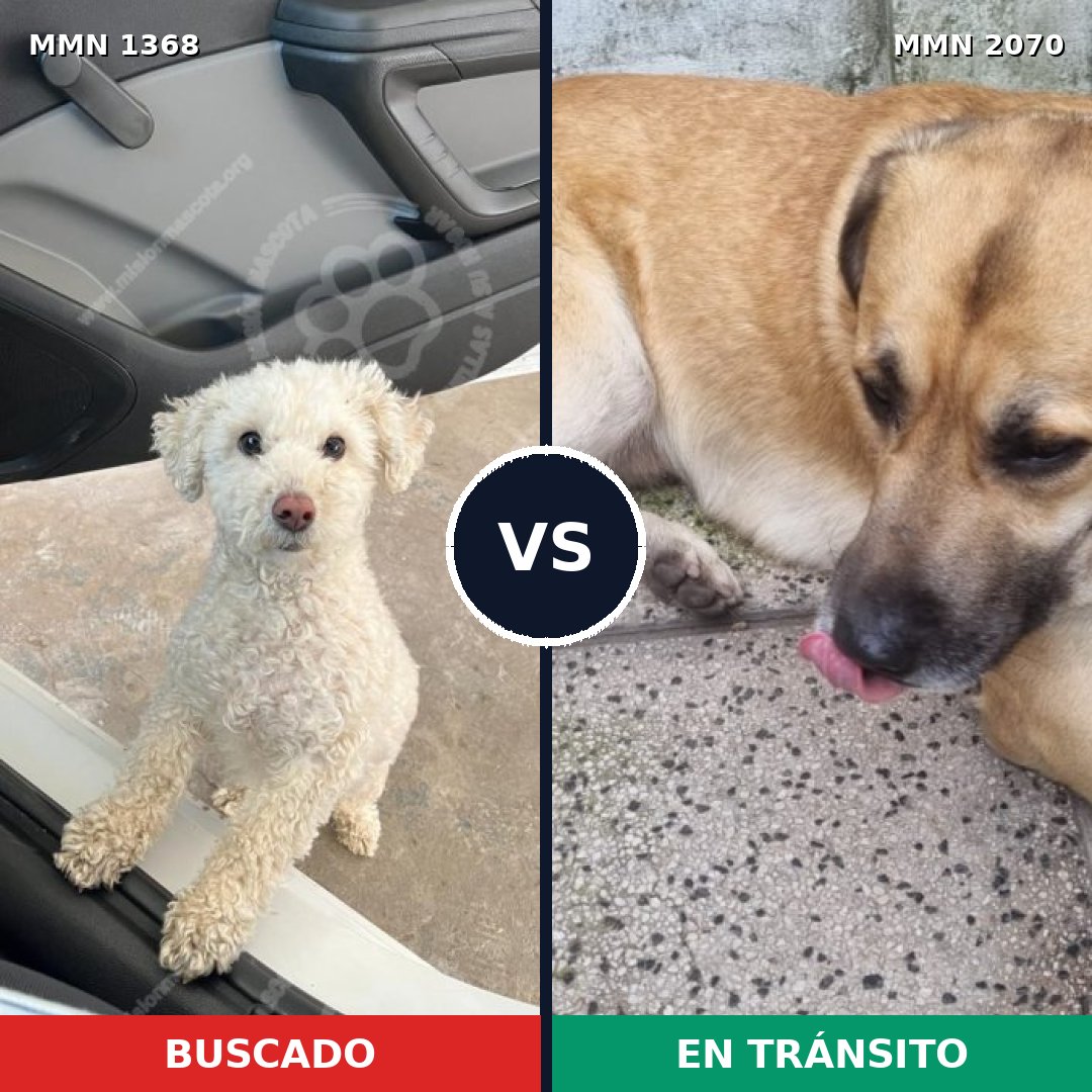 Comparativa MMS 54998: mascota perdida y mascota encontrada, 41% de similitud
