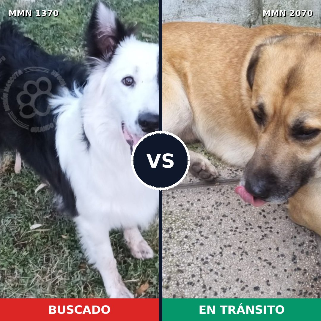 Comparativa MMS 54999: mascota perdida y mascota encontrada, 37% de similitud