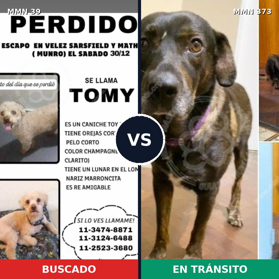 Comparativa MMS 55: mascota perdida y mascota encontrada, 28% de similitud
