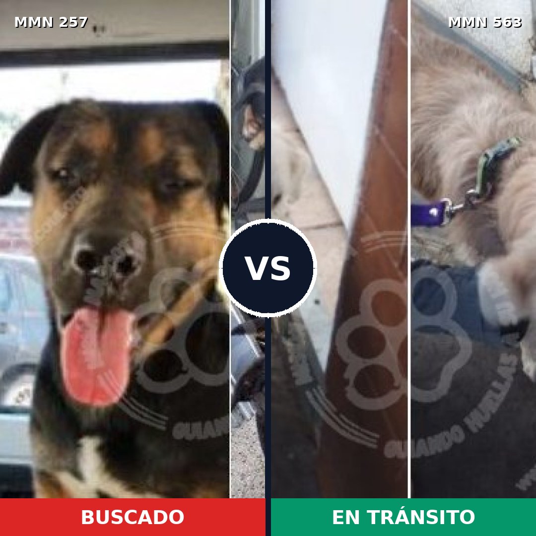 Comparativa MMS 5500: mascota perdida y mascota encontrada, 8% de similitud