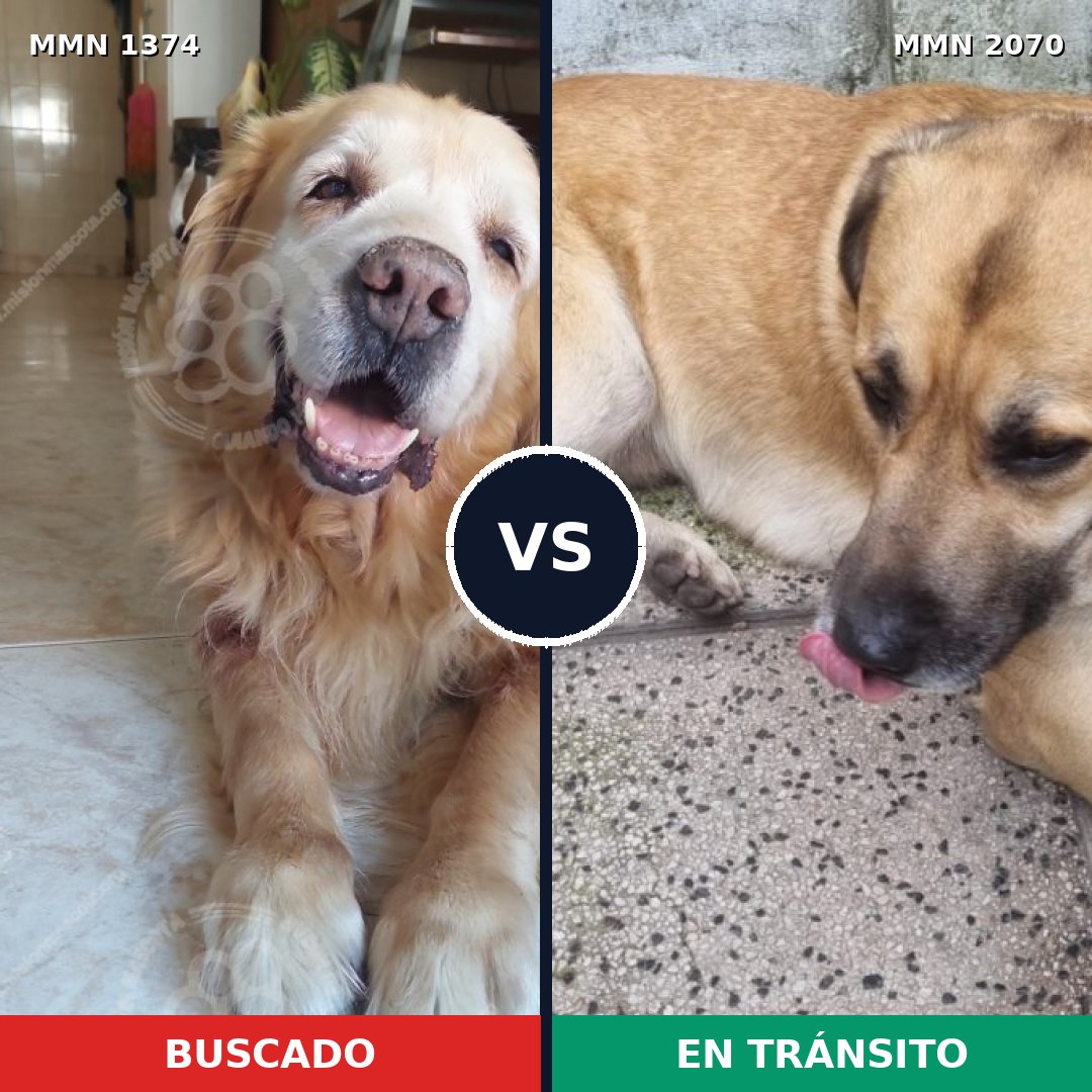 Comparativa MMS 55001: mascota perdida y mascota encontrada, 41% de similitud