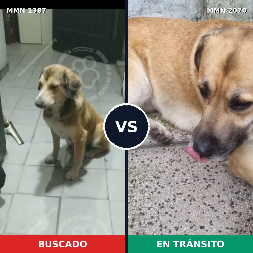 Comparativa MMS 55004: mascota perdida y mascota encontrada, 76% de similitud