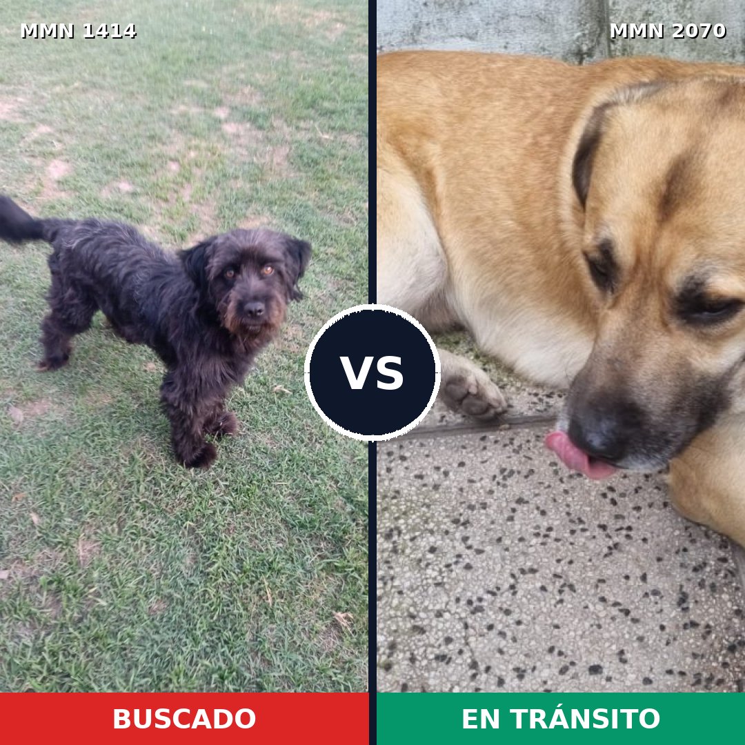Comparativa MMS 55006: mascota perdida y mascota encontrada, 46% de similitud