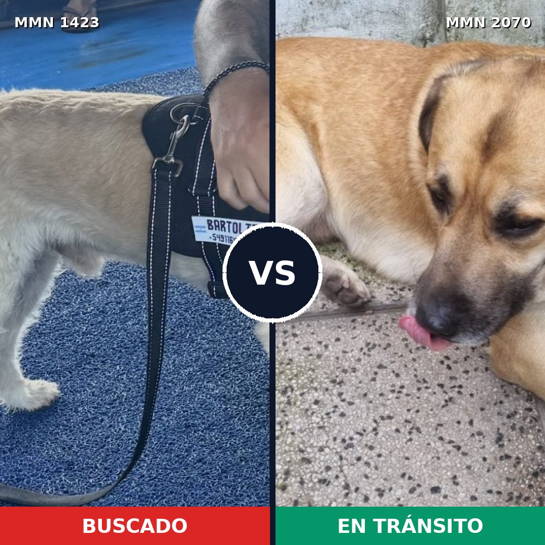 Comparativa MMS 55007: mascota perdida y mascota encontrada, 83% de similitud