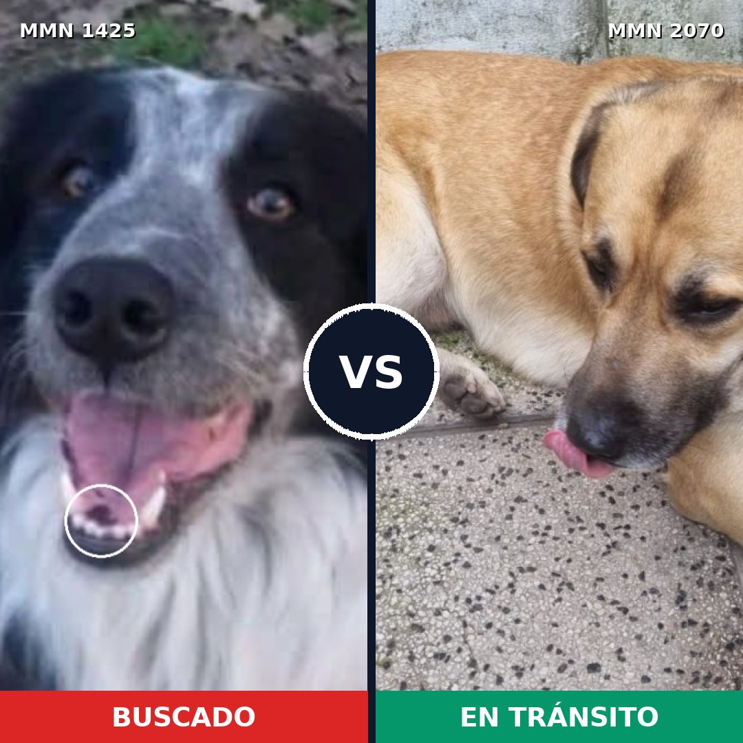 Comparativa MMS 55008: mascota perdida y mascota encontrada, 45% de similitud