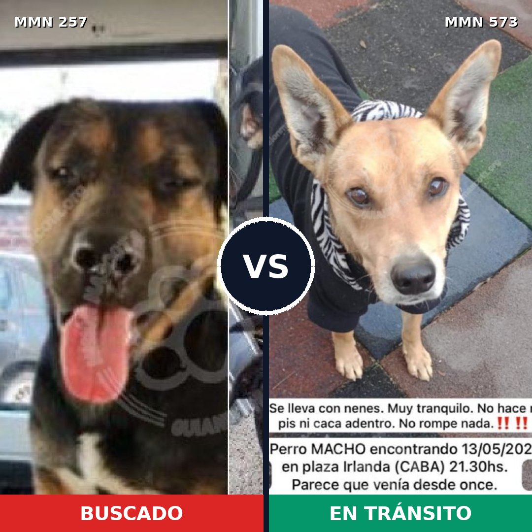 Comparativa MMS 5501: mascota perdida y mascota encontrada, 25% de similitud