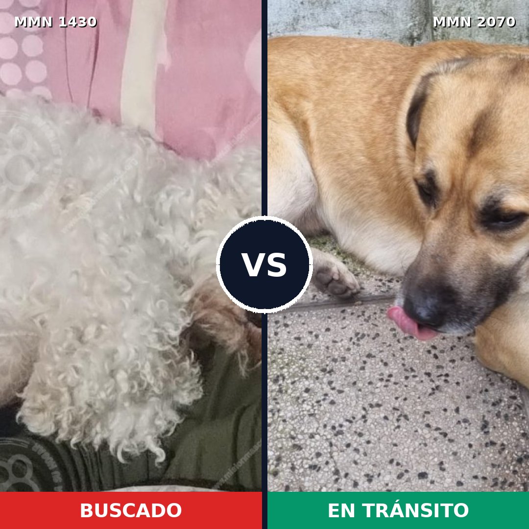 Comparativa MMS 55010: mascota perdida y mascota encontrada, 48% de similitud