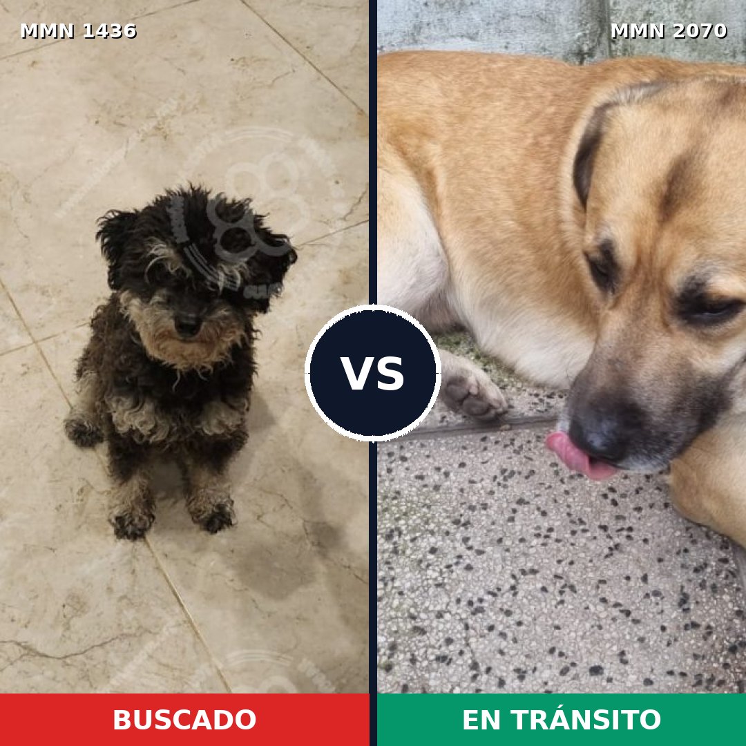 Comparativa MMS 55012: mascota perdida y mascota encontrada, 56% de similitud