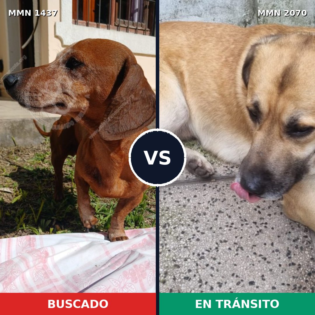 Comparativa MMS 55013: mascota perdida y mascota encontrada, 33% de similitud