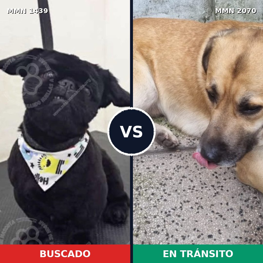 Comparativa MMS 55014: mascota perdida y mascota encontrada, 28% de similitud