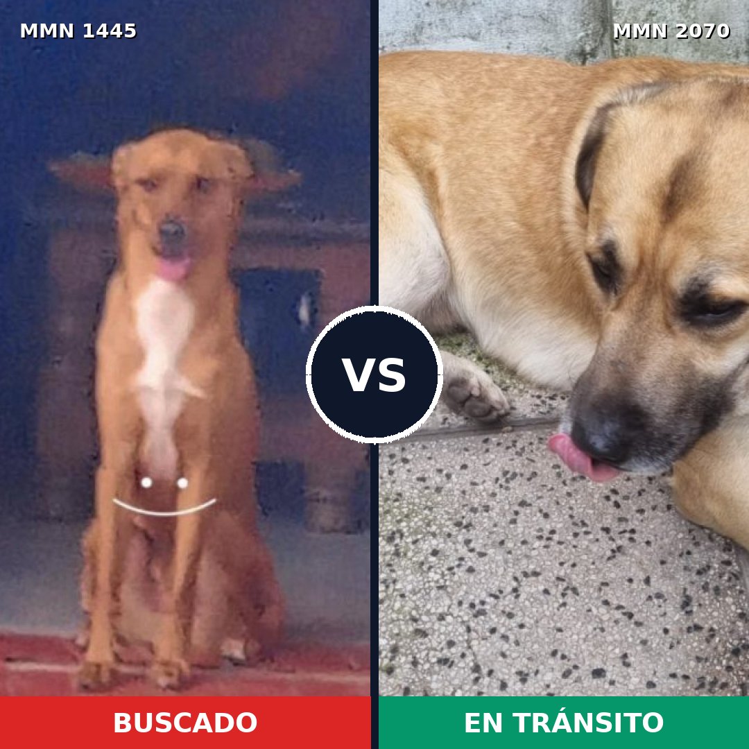 Comparativa MMS 55015: mascota perdida y mascota encontrada, 78% de similitud
