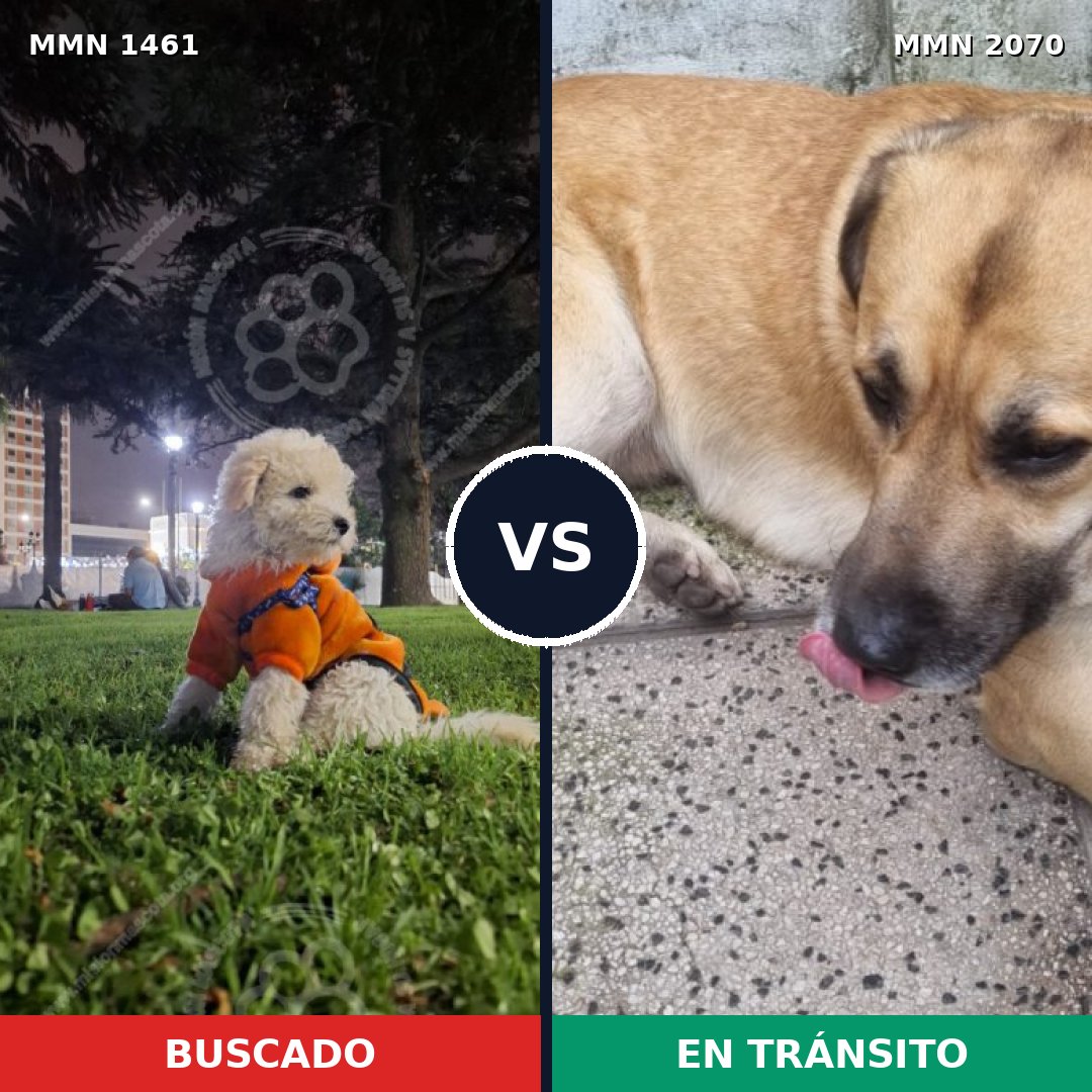 Comparativa MMS 55018: mascota perdida y mascota encontrada, 37% de similitud