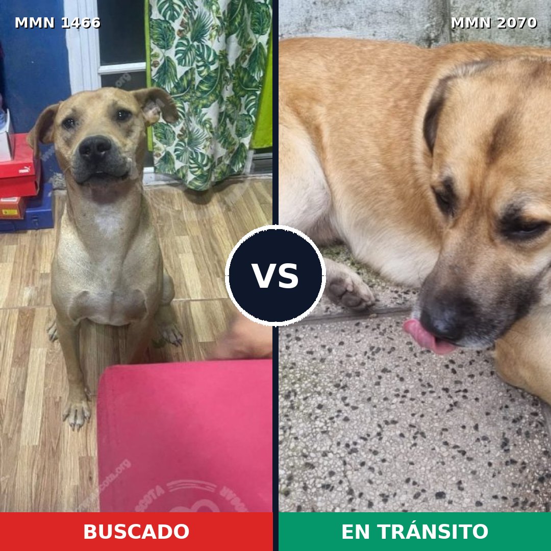 Comparativa MMS 55019: mascota perdida y mascota encontrada, 86% de similitud