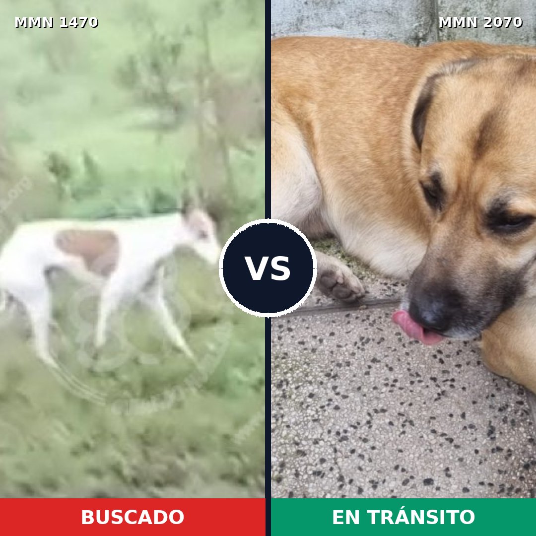 Comparativa MMS 55020: mascota perdida y mascota encontrada, 55% de similitud