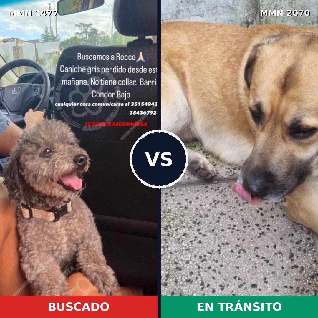 Comparativa MMS 55021: mascota perdida y mascota encontrada, 25% de similitud