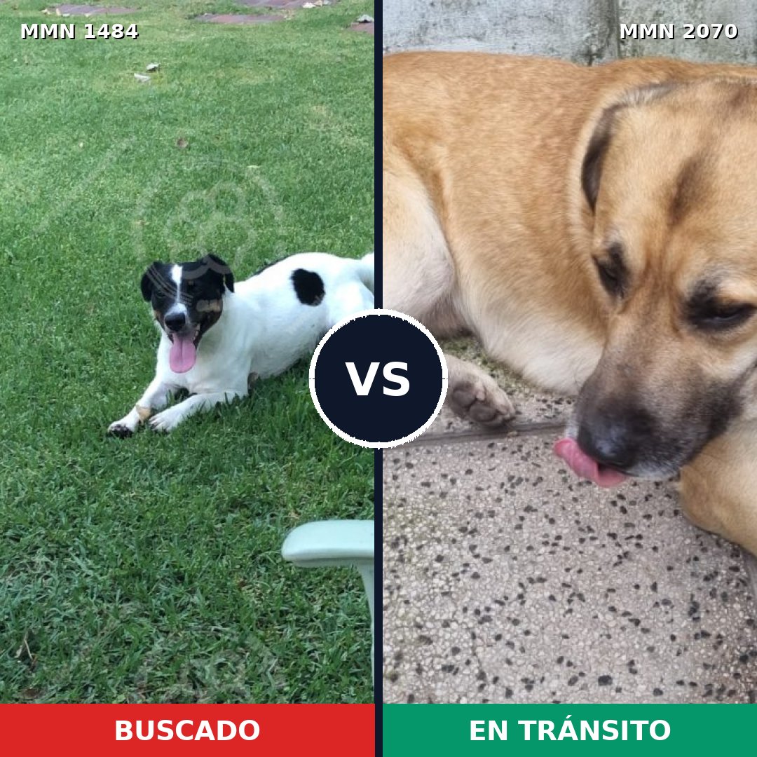 Comparativa MMS 55022: mascota perdida y mascota encontrada, 43% de similitud