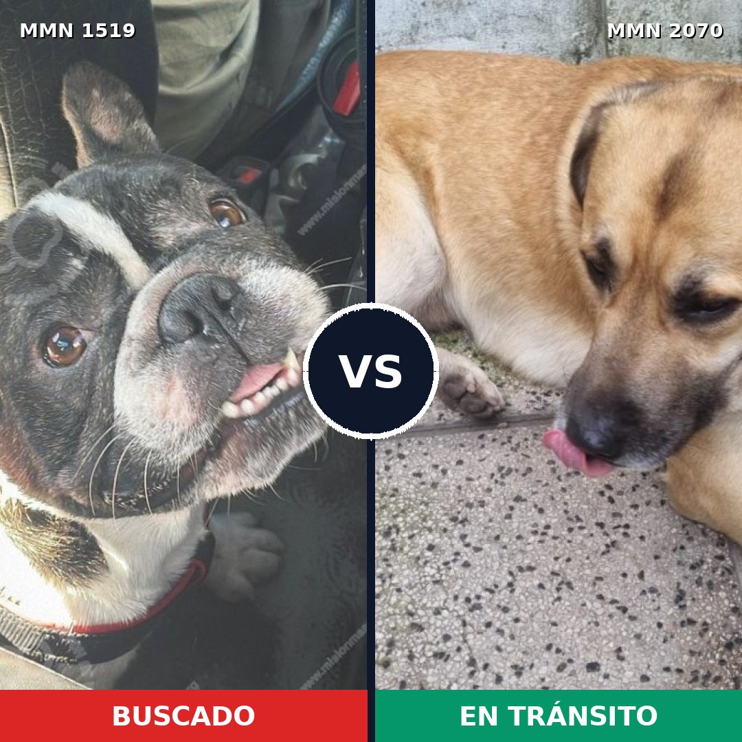 Comparativa MMS 55023: mascota perdida y mascota encontrada, 47% de similitud