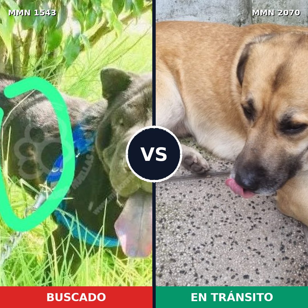Comparativa MMS 55025: mascota perdida y mascota encontrada, 44% de similitud